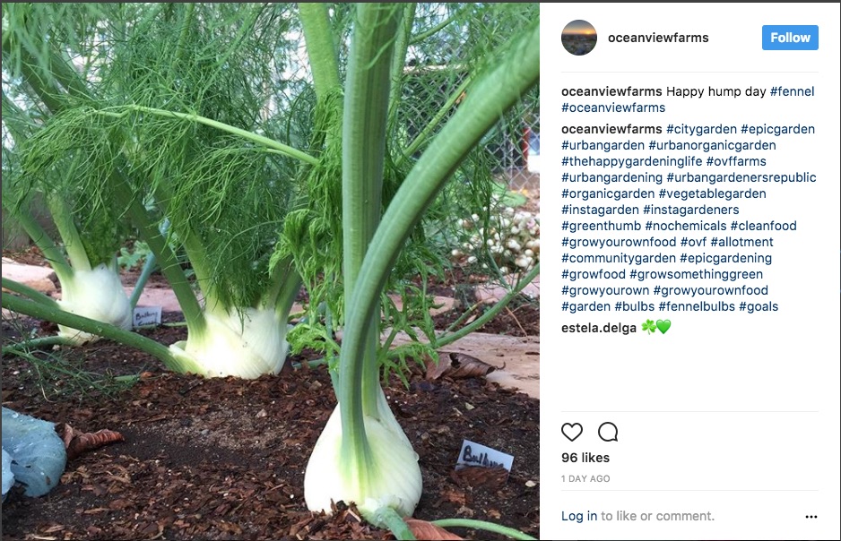 featured instagram photo of the month: fennel bulbs