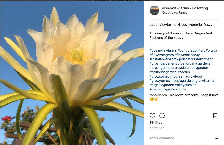 Featured Instagram photo of the month, dragon fruit flower in bloom