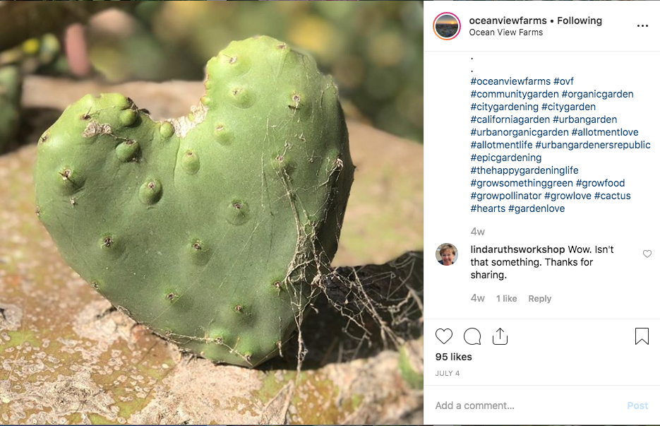 a heart shaped cactus pad