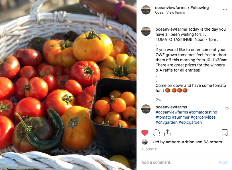 a basket full of garden tomatoes