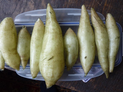 yacón tubers photo by Andy Roberts