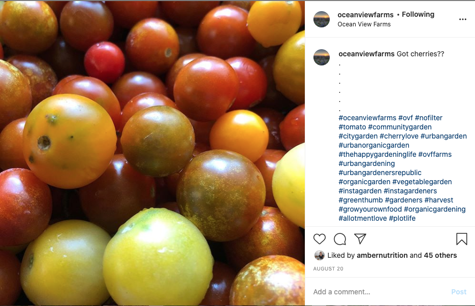 featured instagram photo of the month - cherry tomatoes