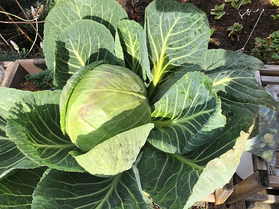 giant green cabbage