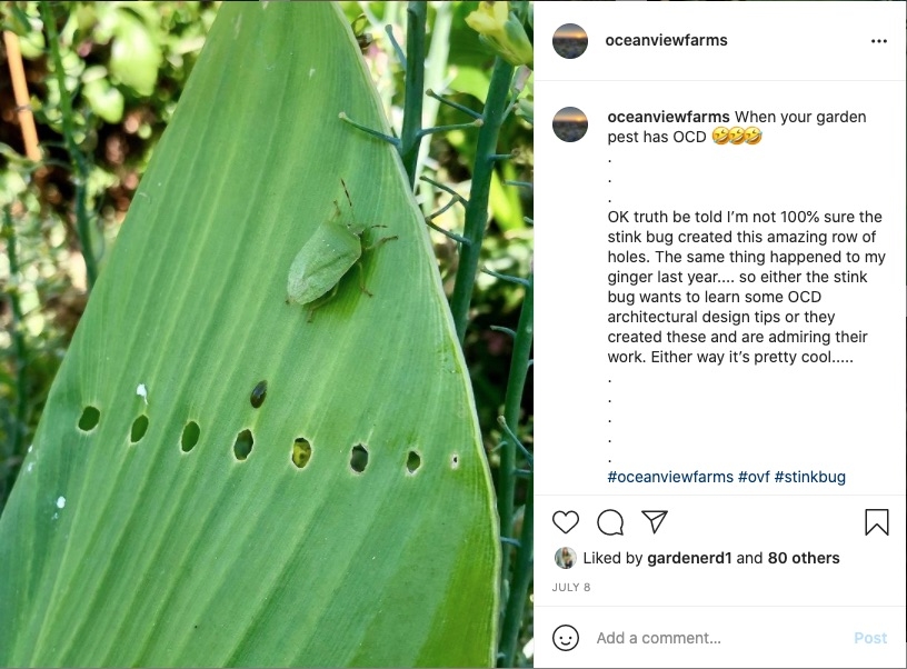 instagram photo of the month: a stink bug and some holes