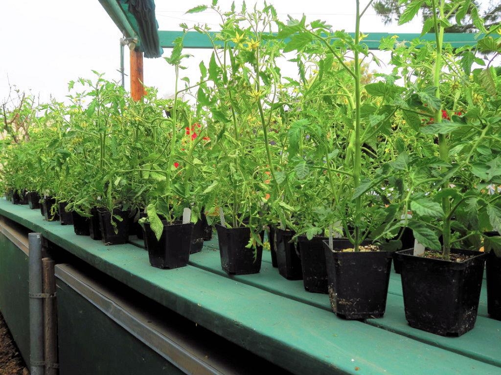 more tomato plants