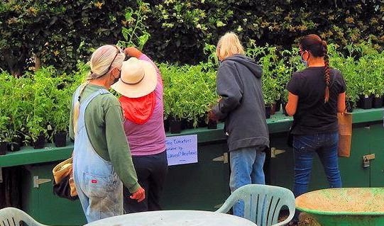 gardeners collect free tomato plants