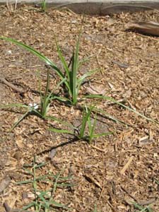 Nutgrass Growing