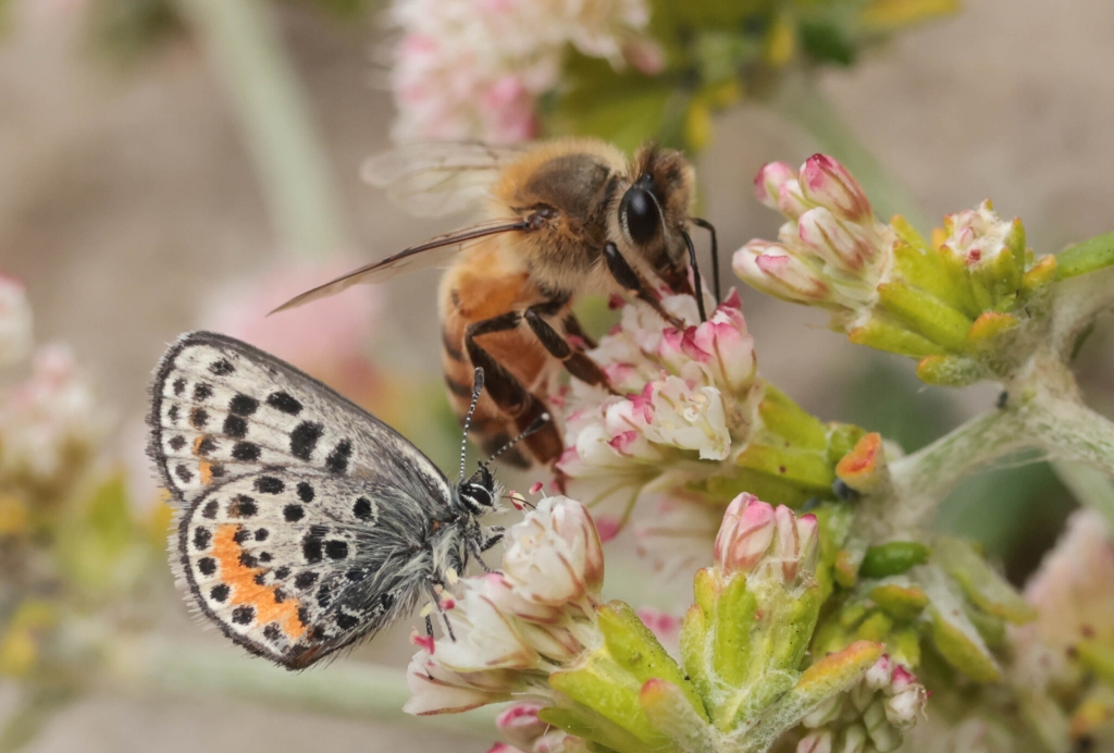 El Segundo Blue Butterfly and Honey Bee